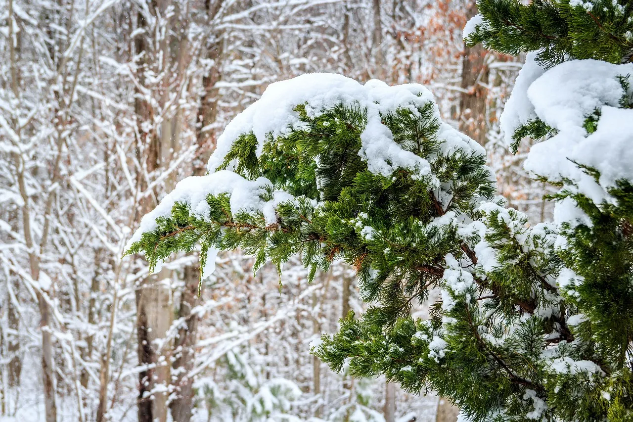 #9 - Eastern Red Cedar (Juniperus virginiana): The Winter Shelter Birds Actually Use (Image Credits: Pixabay)