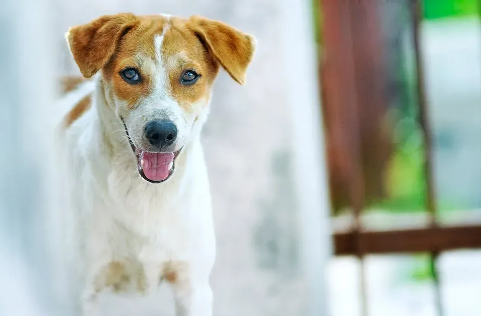 Foaming at the Mouth Always Means an Animal Has Rabies (Image Credits: Pexels)
