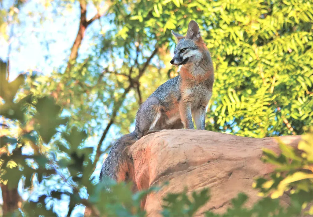 Their Coat Colors Blend Perfectly With Forest Habitats (Image Credits: Flickr)