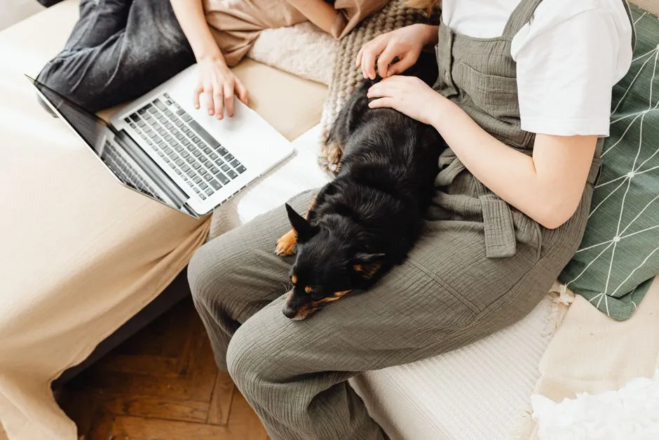 #5 - It Chooses Your Lap Over Every Other Lap in the Room (Image Credits: Pexels)