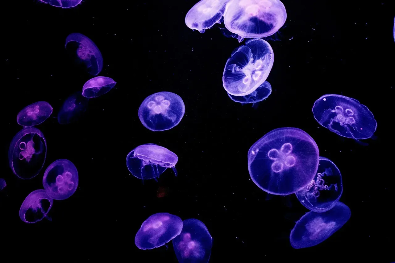 Glowing in the Dark: Bioluminescence as Deep Sea Language (Image Credits: Pixabay)