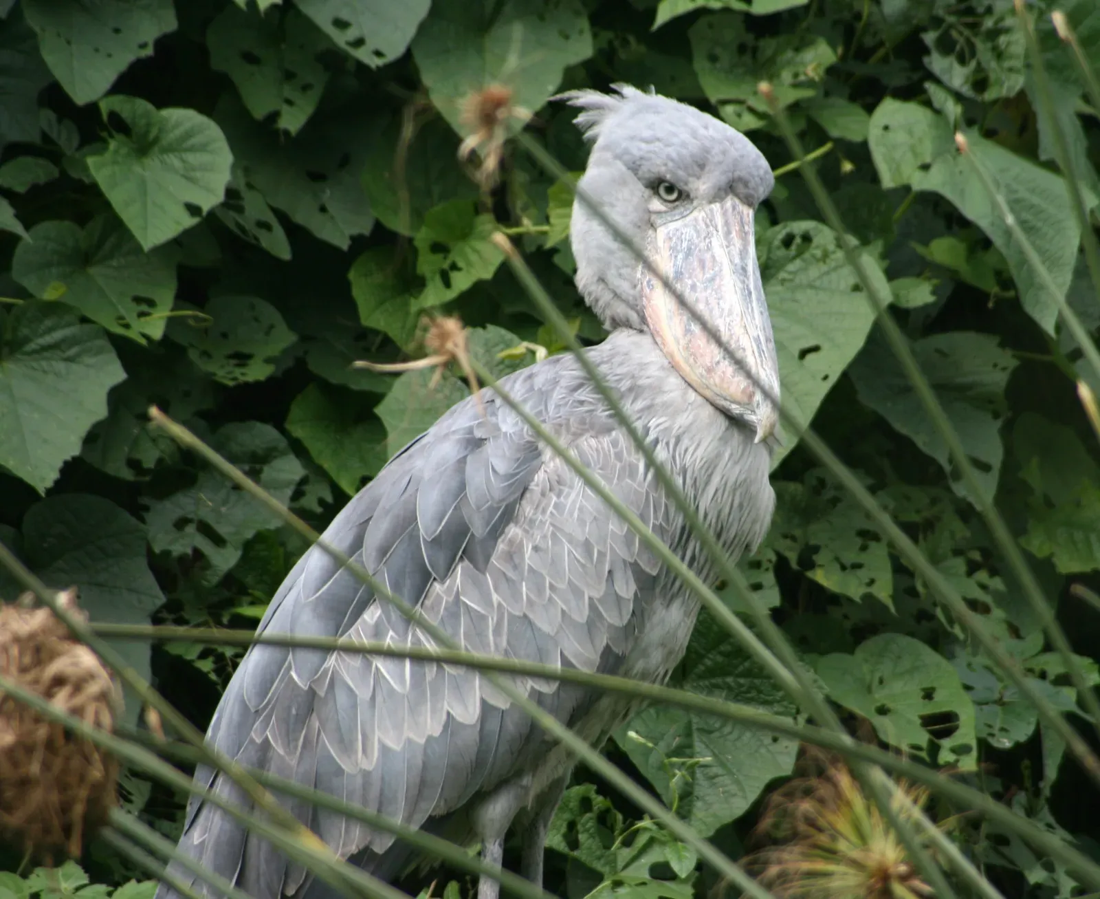 #6: It Actively Seeks Out Poorly Oxygenated Water (originally posted to Flickr as Shoebill Stork, CC BY 2.0)