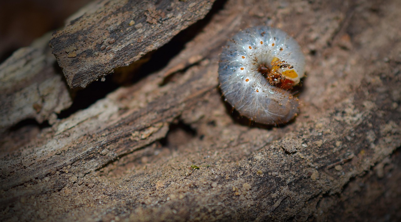 #3. Vine Weevil Grubs - The Underground Root Munchers (Image Credits: Pixabay)