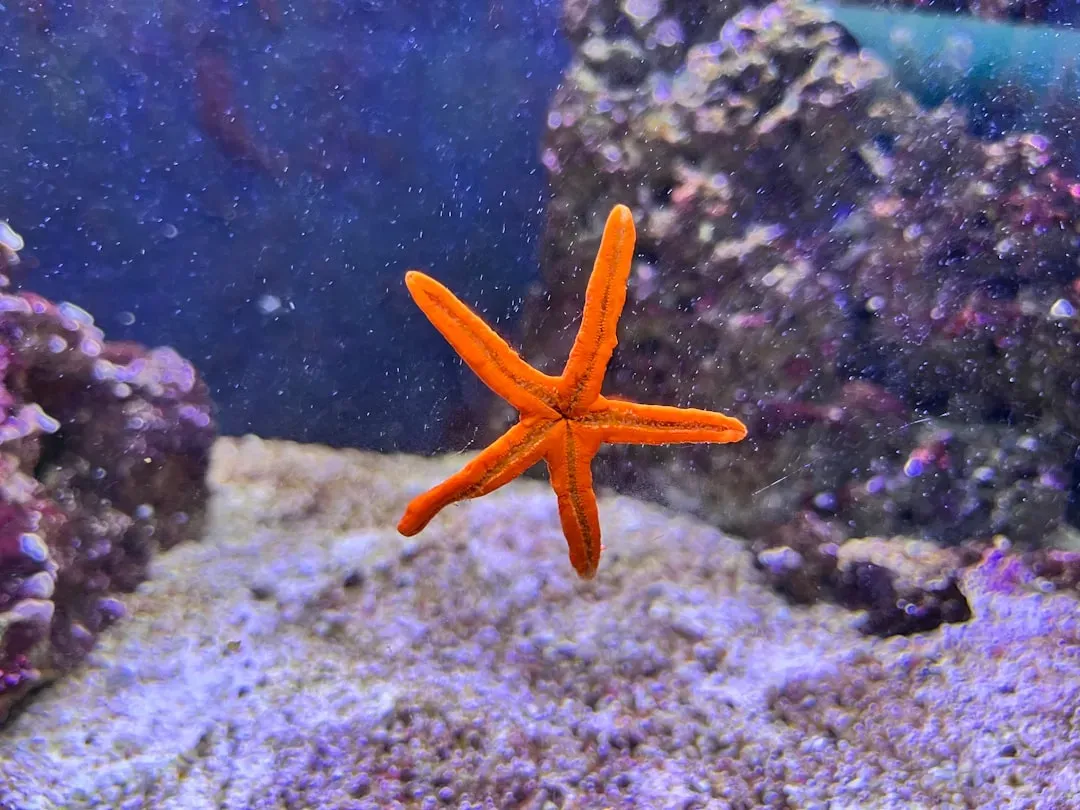 Starfish Can Regenerate Entire Bodies From a Single Severed Arm (Image Credits: Unsplash)