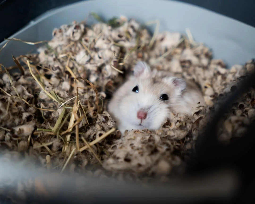 They’re Regulating Their Body Temperature (Image Credits: Unsplash)