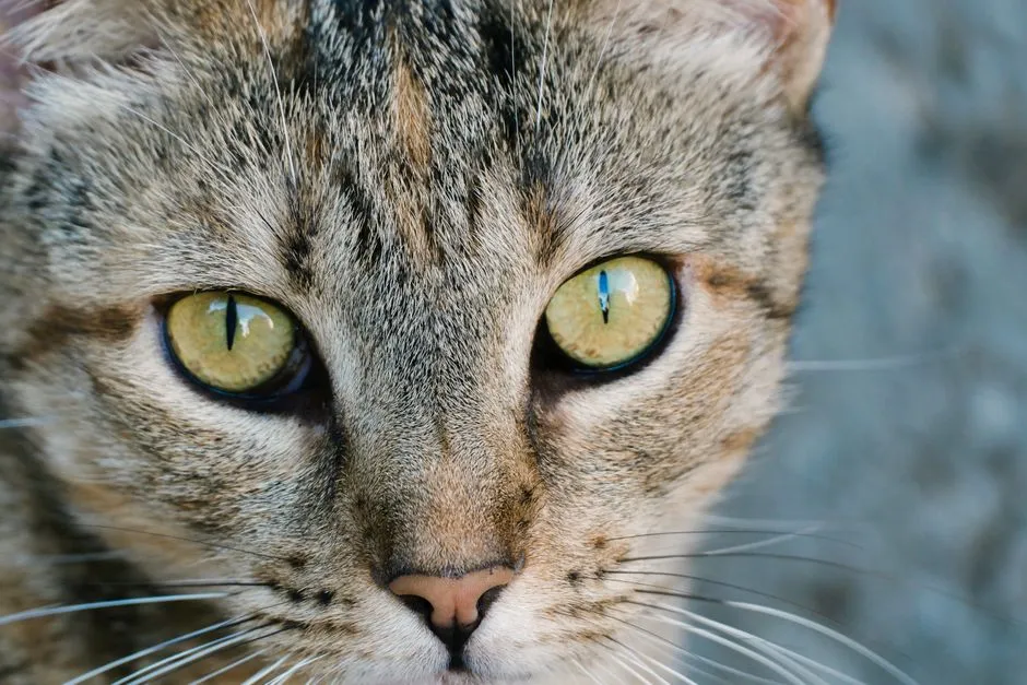 #5 - Normal Aging Eyes vs. "Something's Off" in the Gaze (Image Credits: Pexels)