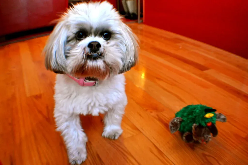 Conclusion: Finding Your Perfect NYC Companion (Image Credits: Flickr)