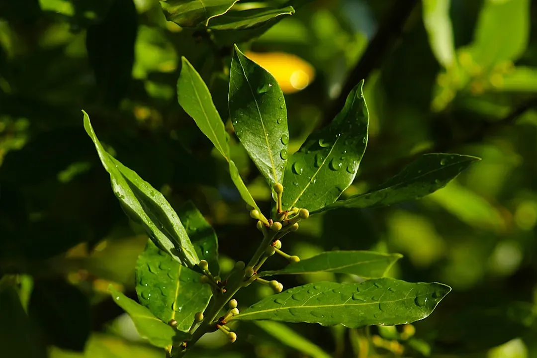 Tea Tree Oil Disrupts Their Navigation System (Image Credits: Unsplash)