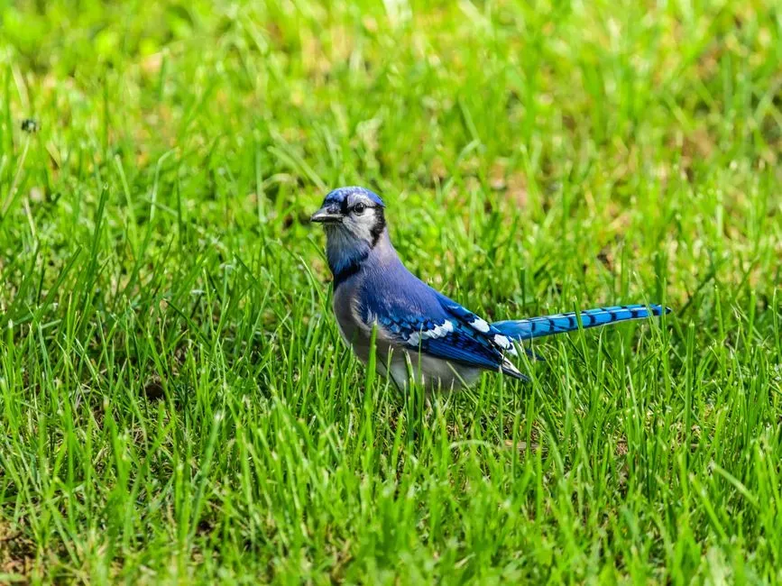 Perching High and Scanning Repeatedly (Image Credits: Pexels)