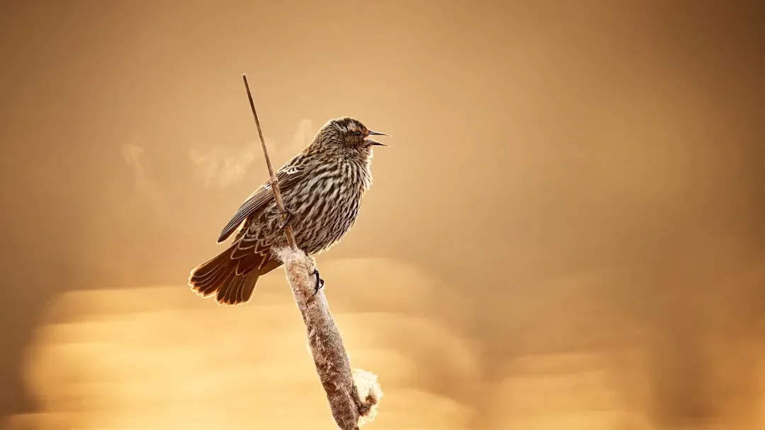 Vocal Warm-Up After Nighttime Silence (Image Credits: Unsplash)