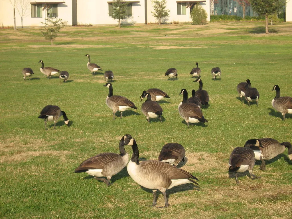 Predation and Safety Concerns (5thLargestinAfrica, Flickr, CC BY 2.0)