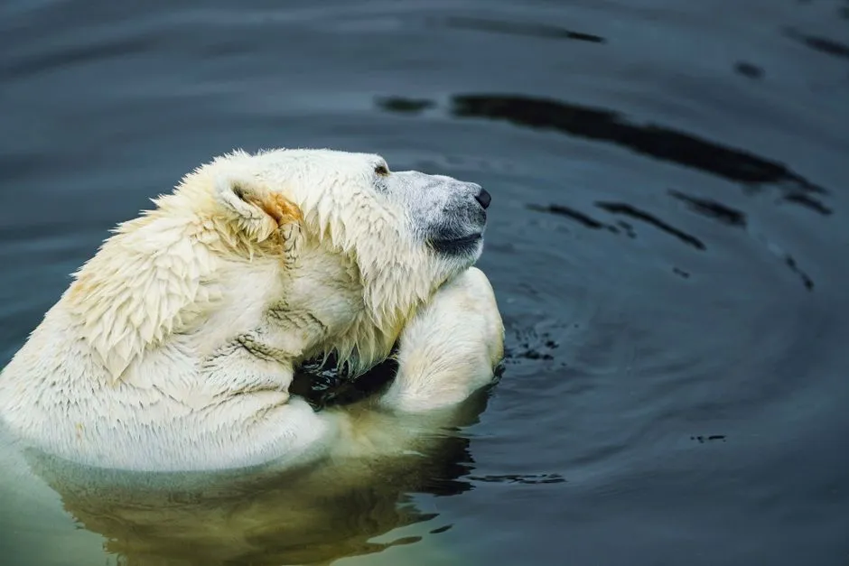 Why Polar Bears&rsquo; Super Noses Should Change How We See Them (Image Credits: Pexels)