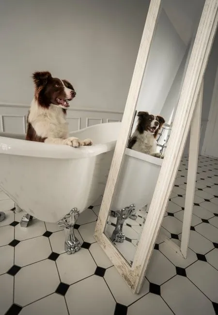 #14 - Following You Into the Bathroom, Every Time (Image Credits: Pexels)