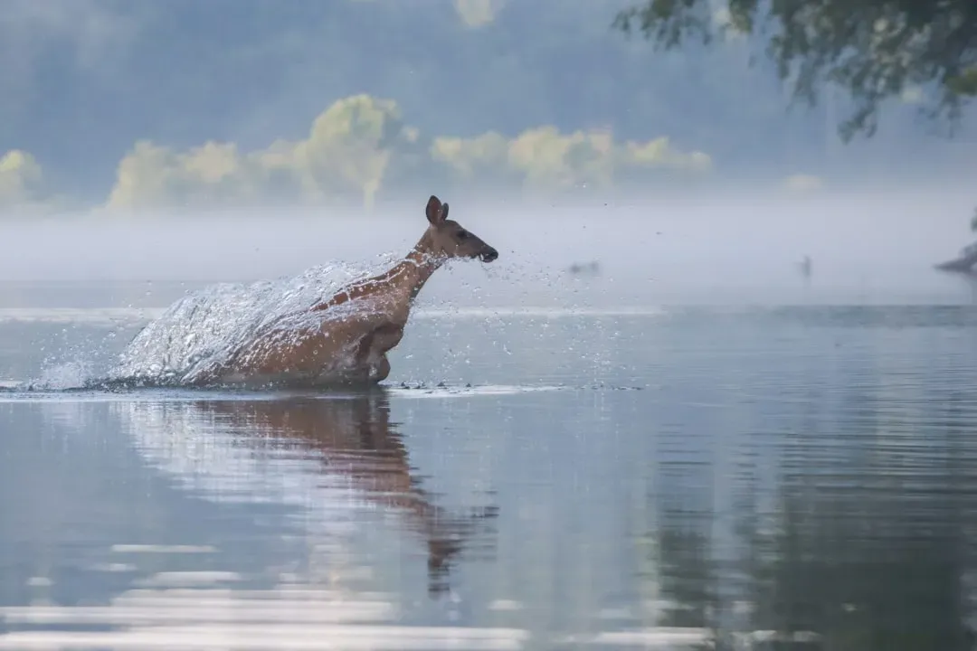 They're Surprisingly Strong Swimmers Who Island-Hop for Food (Image Credits: Unsplash)
