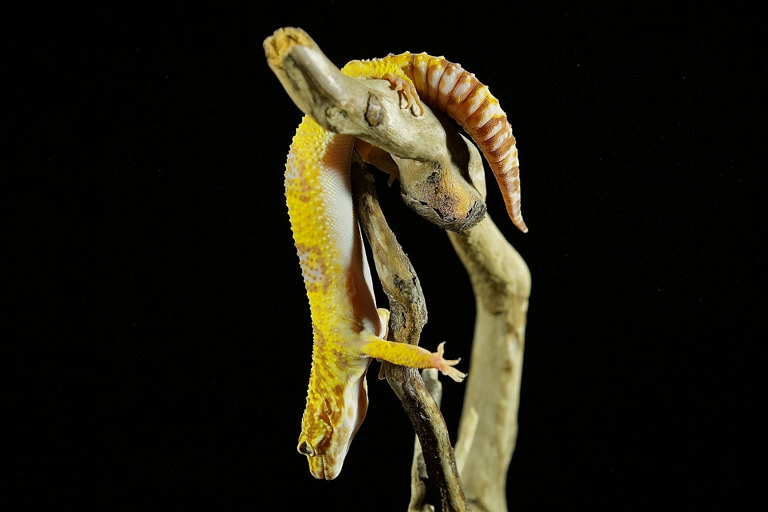 Hopi Tribe and the Sacred Snake (Image Credits: Unsplash)
