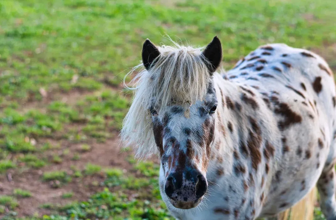 #7 - Appaloosa (Image Credits: Unsplash)