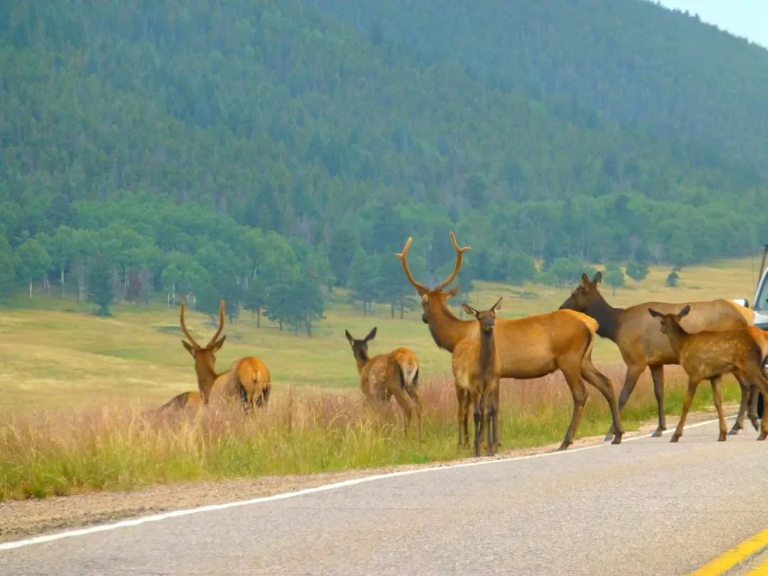 Looking Ahead: A Shifting Future for Colorado's Herds (Image Credits: Unsplash)