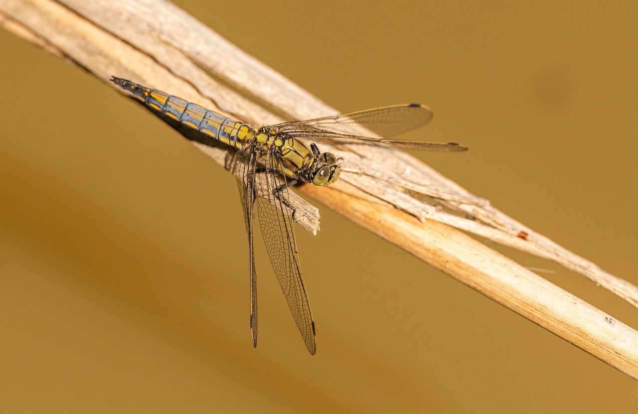 Globe Skimmer Dragonflies: The Oceanic Island Hoppers (Image Credits: Pixabay)