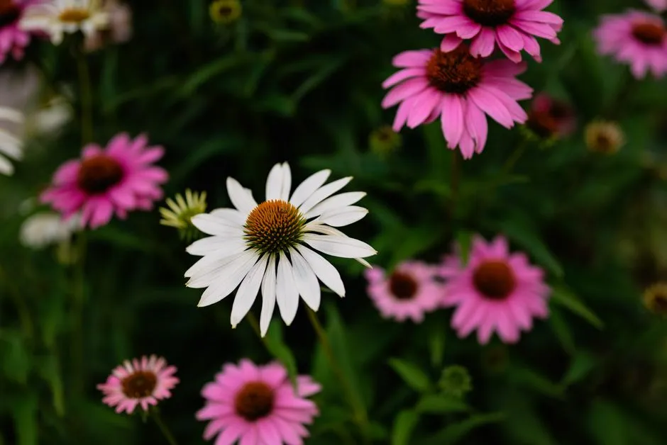 3. Planting in Drifts Instead of Scattered Singles (Image Credits: Pexels)