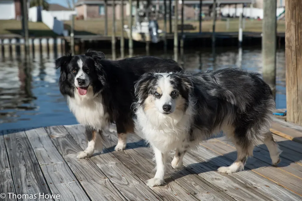 #9 - Australian Shepherd (capt_tain Tom, Flickr, CC BY 2.0)