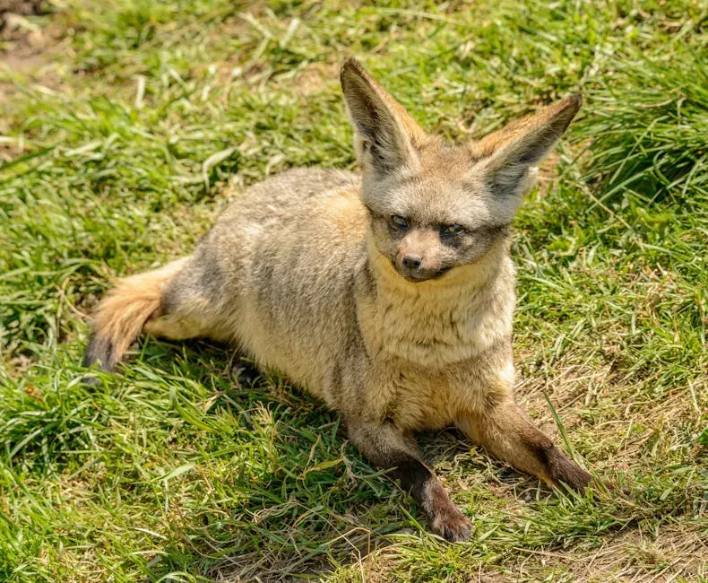 Libra (September 23 &ndash; October 22): The Bat-Eared Fox (Image Credits: Pexels)