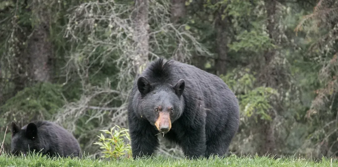 Living Alongside a Growing Bear Population (Image Credits: Unsplash)