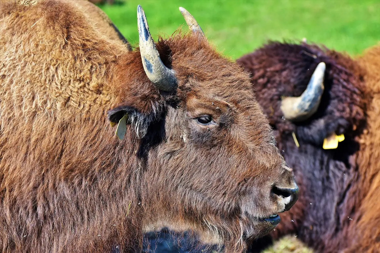 #5 - Head Lowered and Staring Straight Through You (Image Credits: Pixabay)