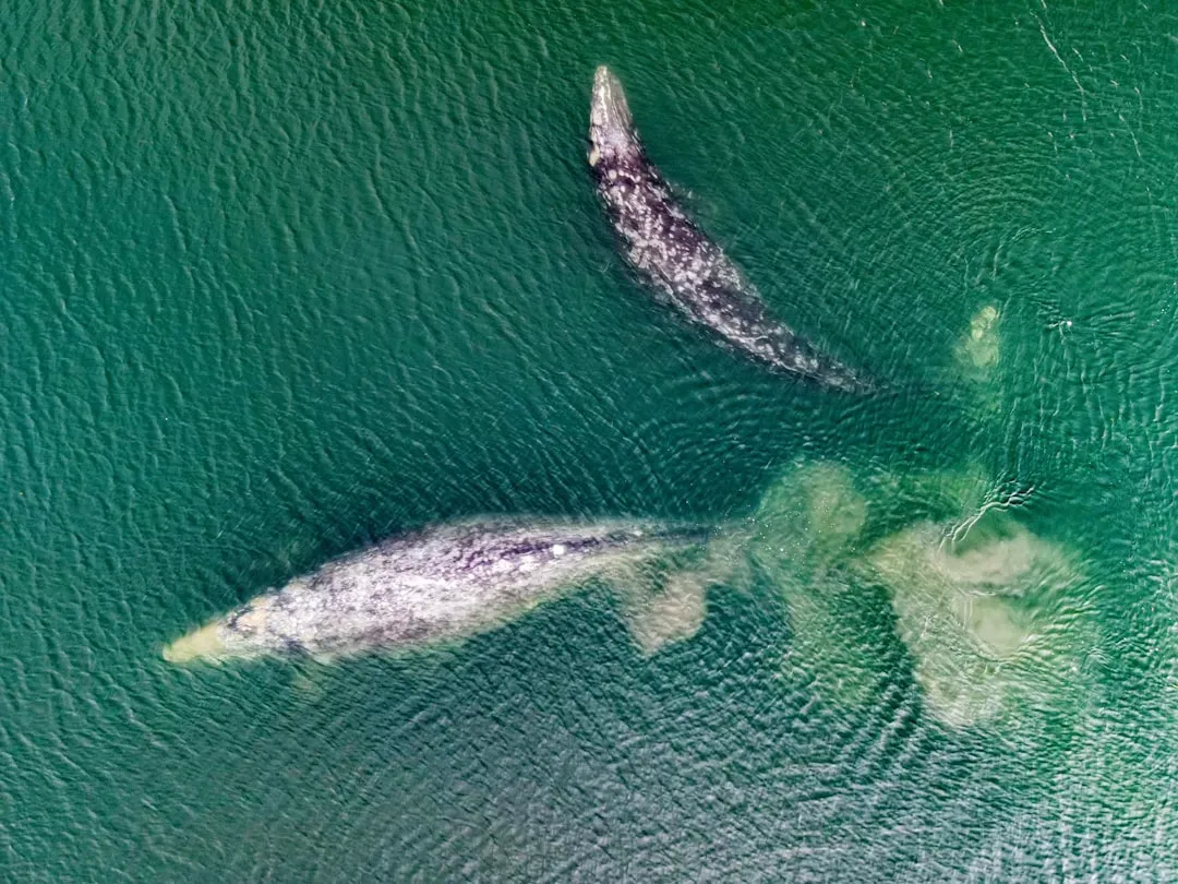 10. The Gray Whale: The Record-Breaking Ocean Commuter (Image Credits: Unsplash)