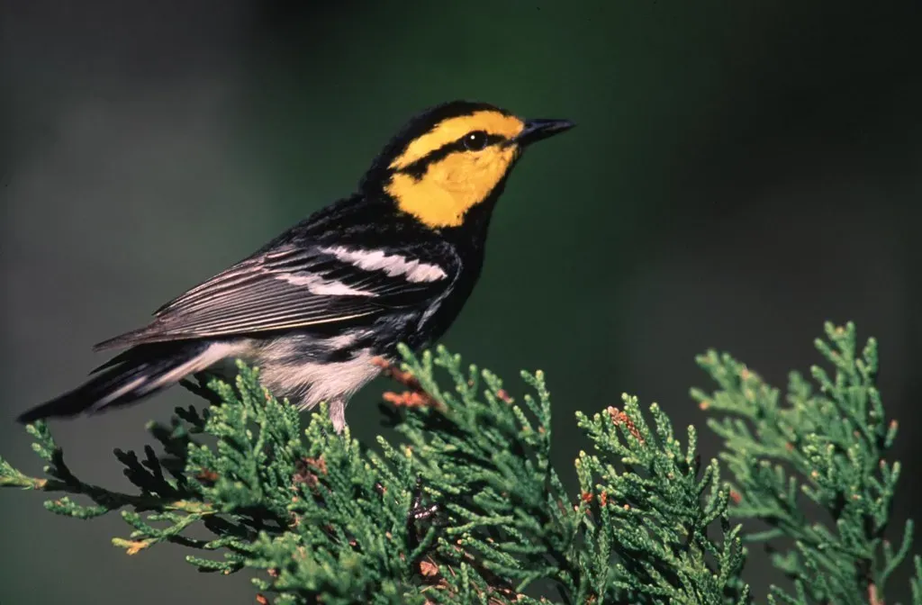 The Golden-Cheeked Warbler: The Only Bird That Breeds Only in Texas (U.S. Army Environmental Command, Flickr, CC BY 2.0)