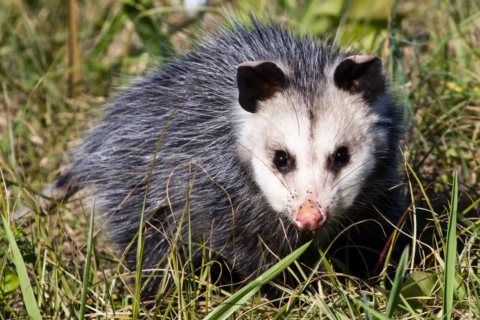 They Show Natural Resistance to Certain Snake Venoms (Opossum, Public domain)