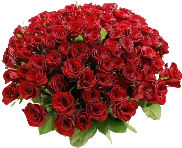 Libra (September 23 – October 22): Rose (By Juppi, CC BY-SA 4.0)
