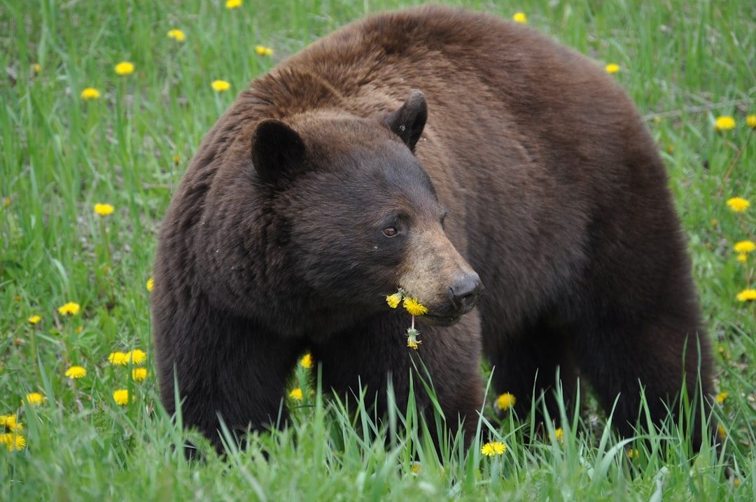 Idaho: The Borderland Bear Country (Image Credits: Unsplash)