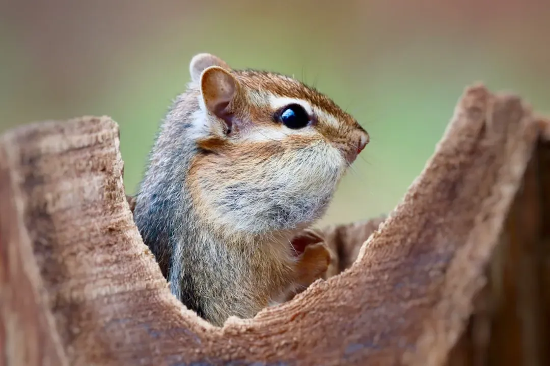 A Small Animal with an Outsized Story (Image Credits: Unsplash)