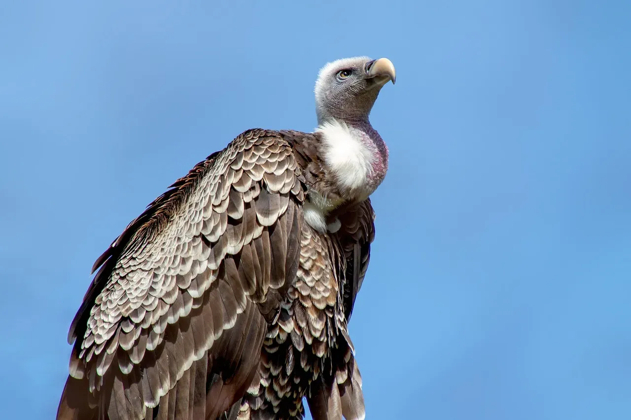 Virgo: The Critical Vulture (Image Credits: Pixabay)