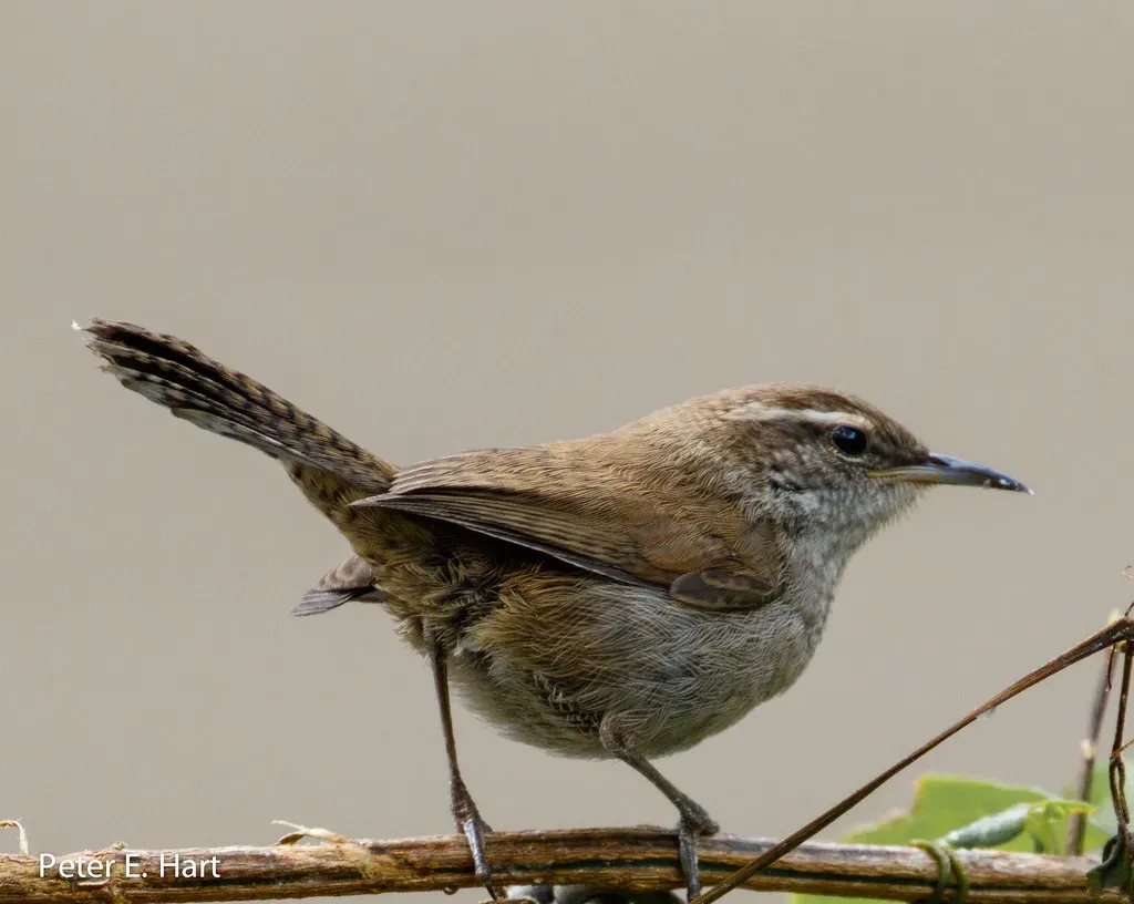 Bewick’s Wren (PEHart, Flickr, CC BY-SA 2.0)