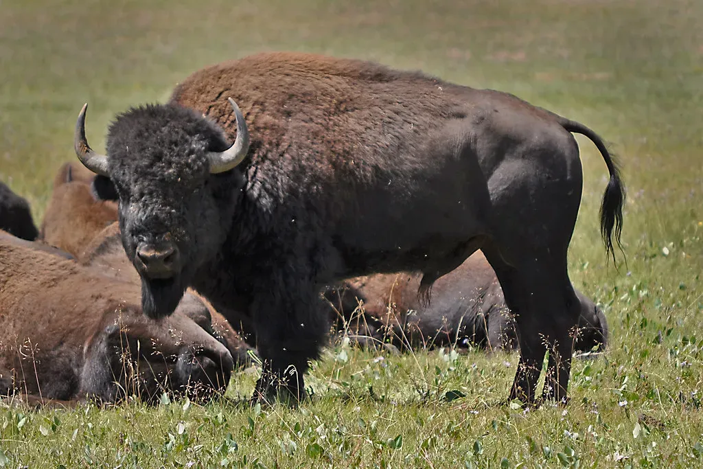 Modern Conservation Success Takes Shape (Image Credits: Flickr)