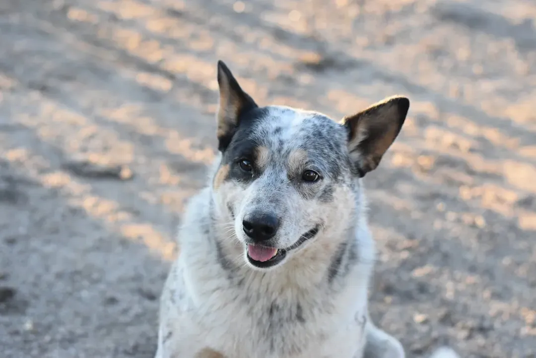 #2. Australian Cattle Dog (Image Credits: Unsplash)