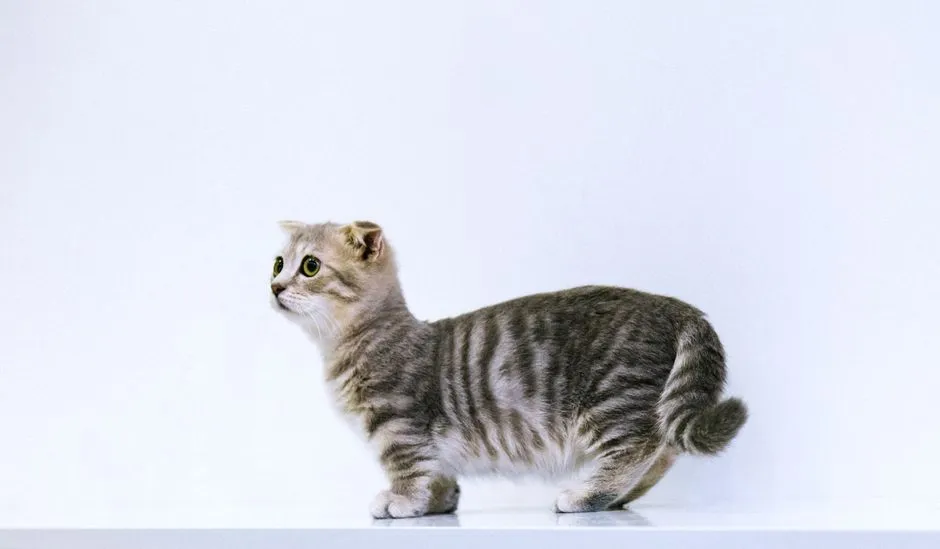#32 - Munchkin: Cute Exterior, Busy Interior (Image Credits: Pexels)