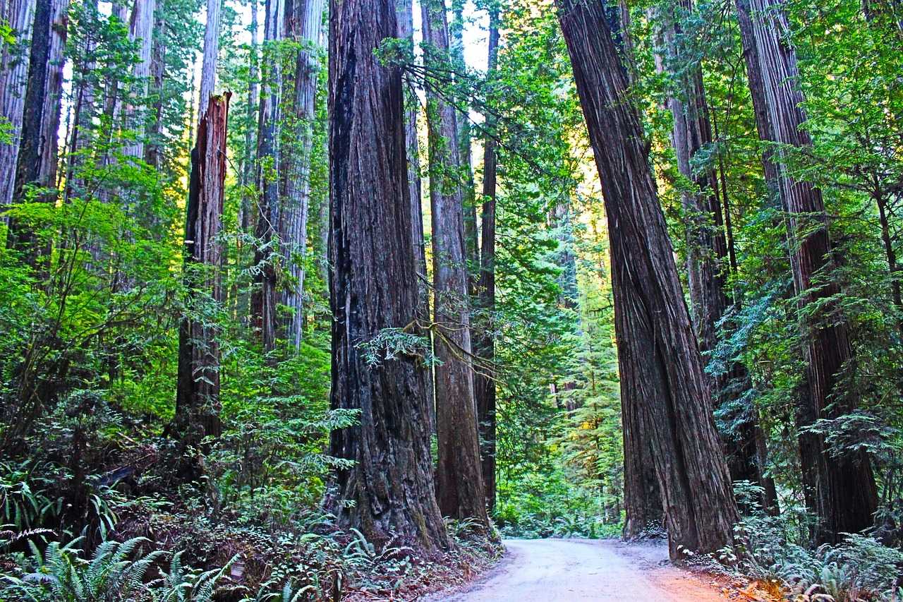Redwood National and State Parks: Among Ancient Giants (Image Credits: Pixabay)