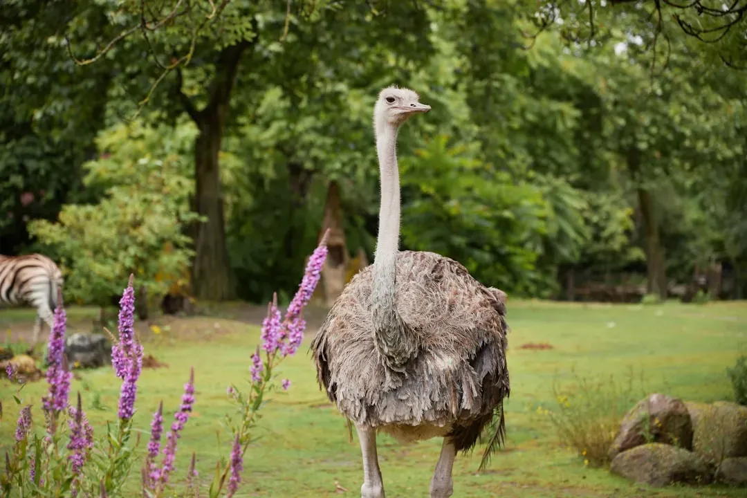 Zebras and Ostriches: Combining Senses on the Savannah (Image Credits: Unsplash)