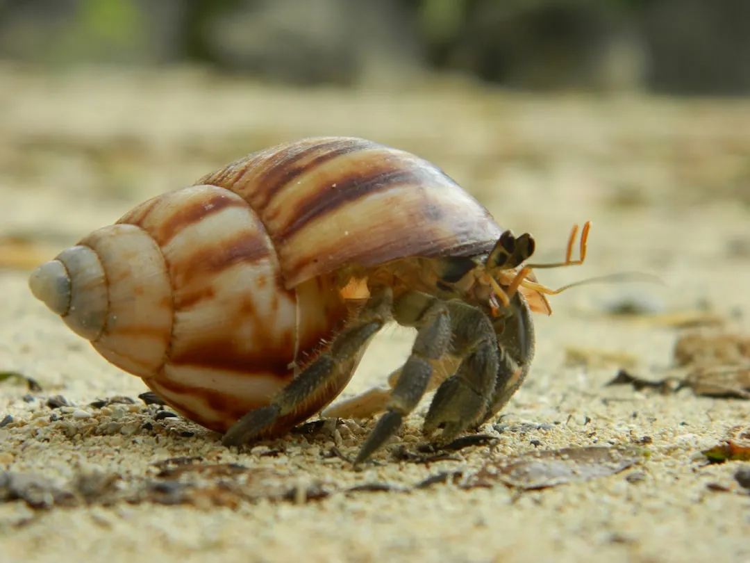#10 Capricorn – The Steady Climber Who Aligns With a Hermit Crab Colony (Image Credits: Unsplash)