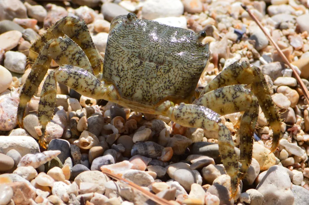 The Decorator Crab's DIY Camouflage System (Image Credits: Unsplash)