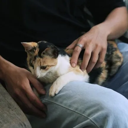 #2 - It Suddenly Prefers Your Lap Over Any Warm, Soft Bed (Image Credits: Pexels)