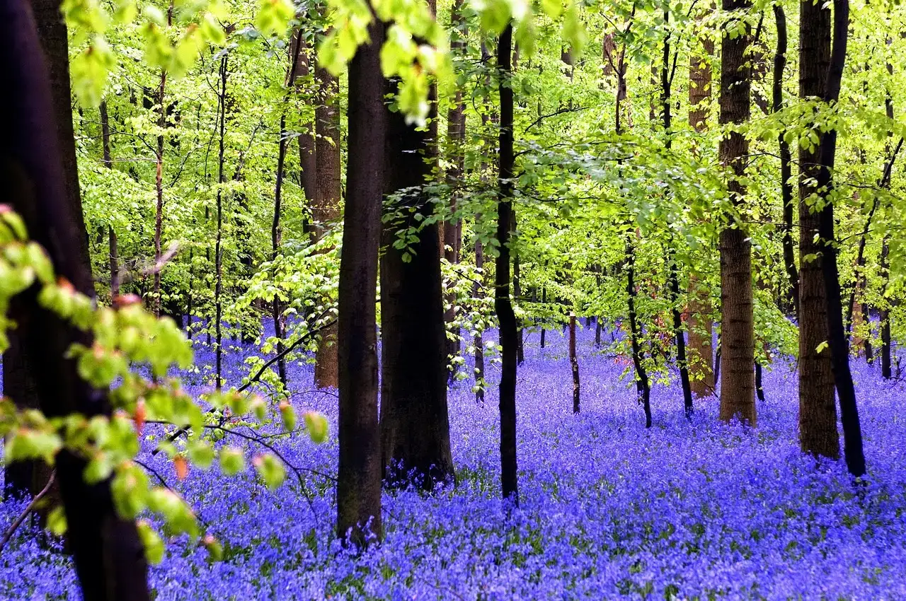 Hallerbos: Belgium's Blue Wonderland (Image Credits: Pixabay)