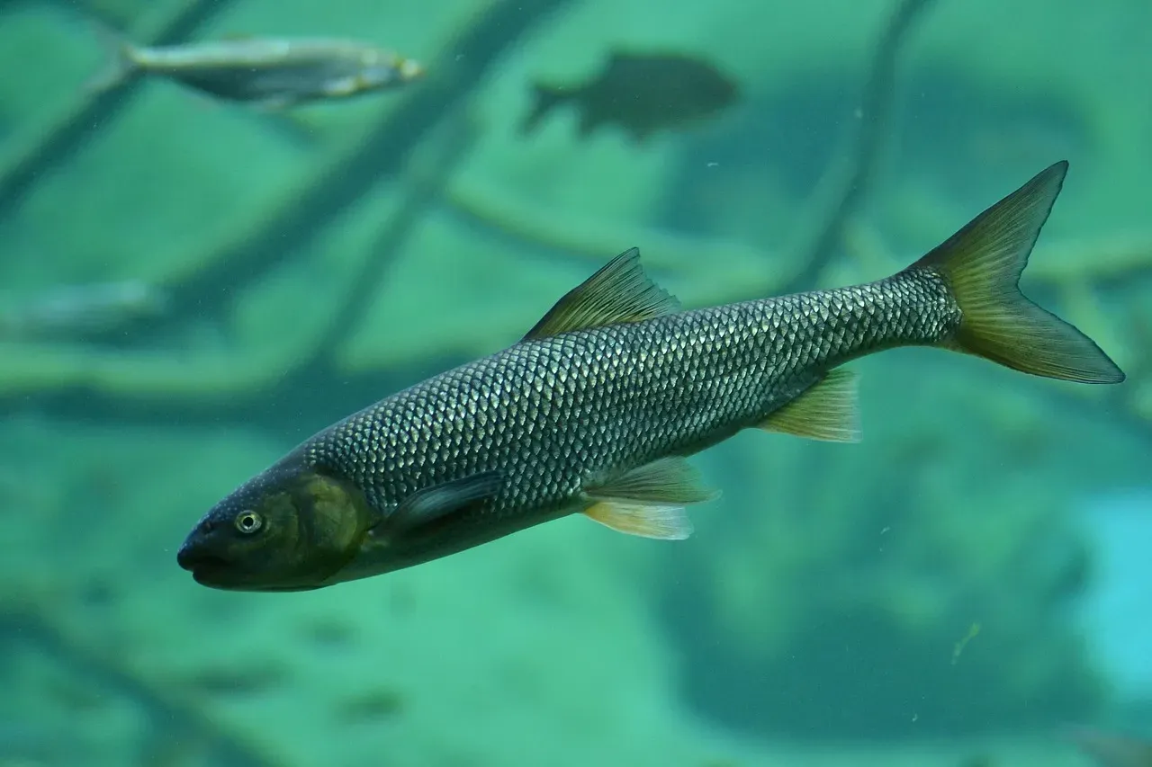8. Lamoille Canyon, Nevada: The Grand Canyon of Nevada's Trout Secret (Image Credits: Pixabay)