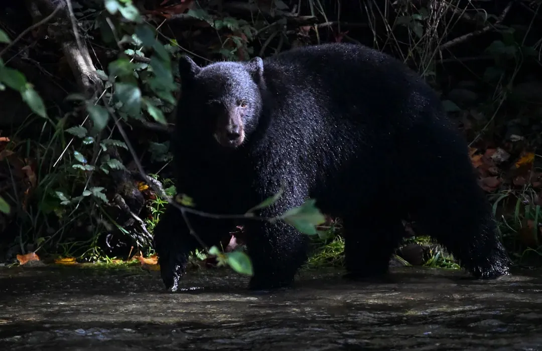 Know Exactly What to Do If You Encounter a Bear (Image Credits: Unsplash)