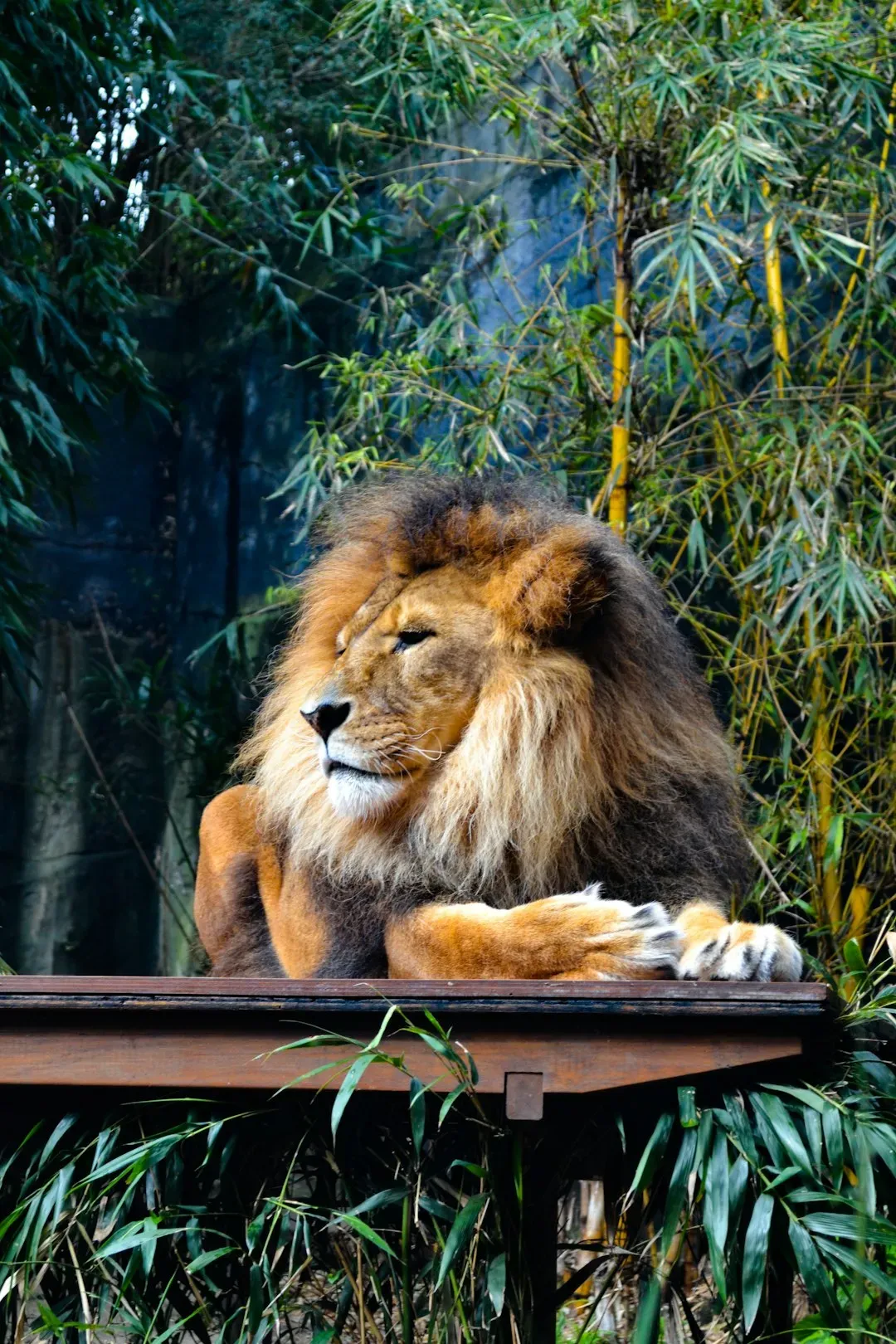 Leo: The Regal Lion's Kingdom of Wealth (Image Credits: Unsplash)