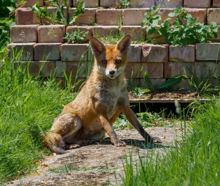 9. Washington, D.C.: Foxes Near the Capitol and Deer on the Mall (Image Credits: Pexels)
