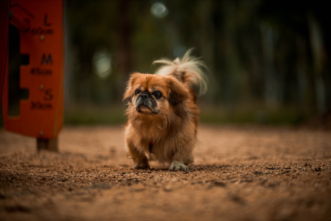 #9 Pekingese (Image Credits: Unsplash)