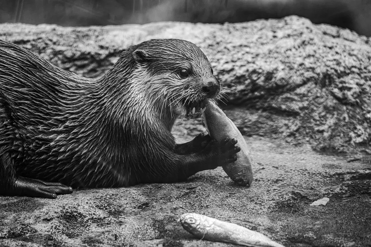 3. Whiskers Serve as High-Tech Prey Detectors (Image Credits: Pixabay)